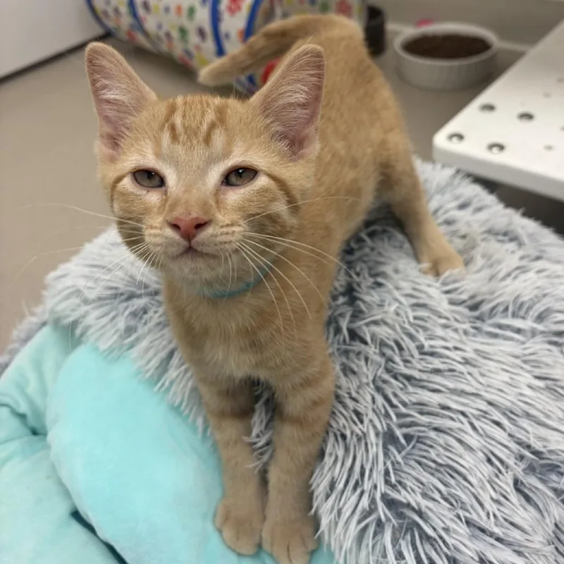 A baby small-sized male Domestic Short Hair cat named Kernel for adoption in Champaign, IL