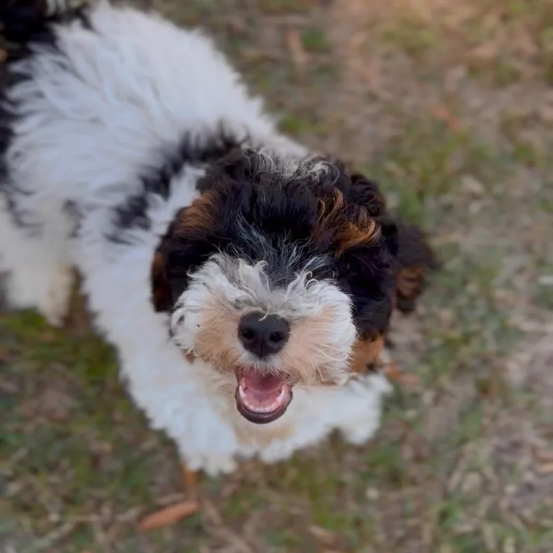 A baby medium-sized male White / Cream Miniature Poodle dog named Shaun for adoption in Durham, NC