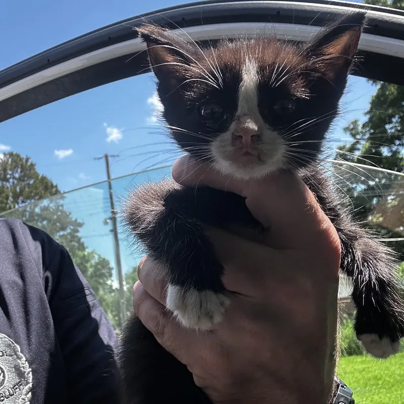 A baby small-sized female Black Domestic Short Hair cat named Boris for adoption in Bentonville, AR