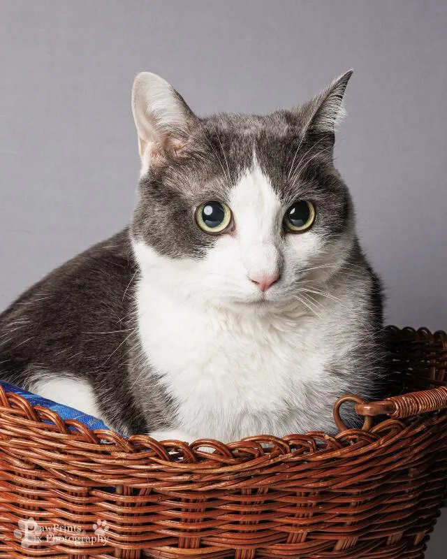 An adult medium-sized male Gray & White Domestic Short Hair cat named Dallas for adoption in Maryville, TN