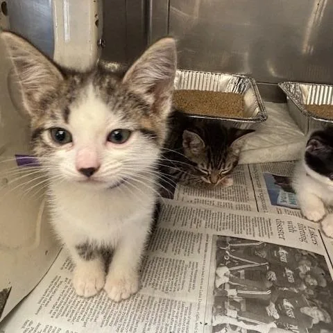 A baby small-sized male Brown / Chocolate Domestic Short Hair cat named Tony for adoption in Long Beach, CA