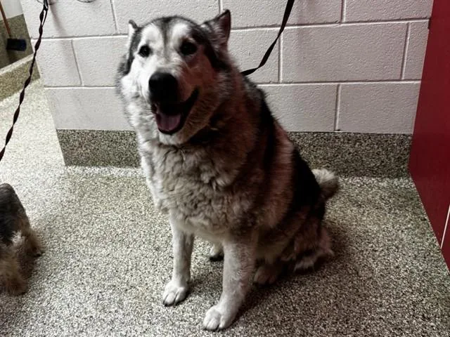 A senior large-sized male Siberian Husky dog named Balto for adoption in Colorado Springs, CO