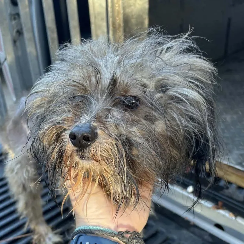 Hank