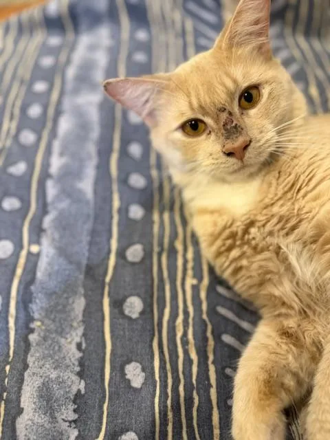 A young medium-sized male Orange / Red Domestic Short Hair cat named Lorenzo for adoption in Fairfax, VA