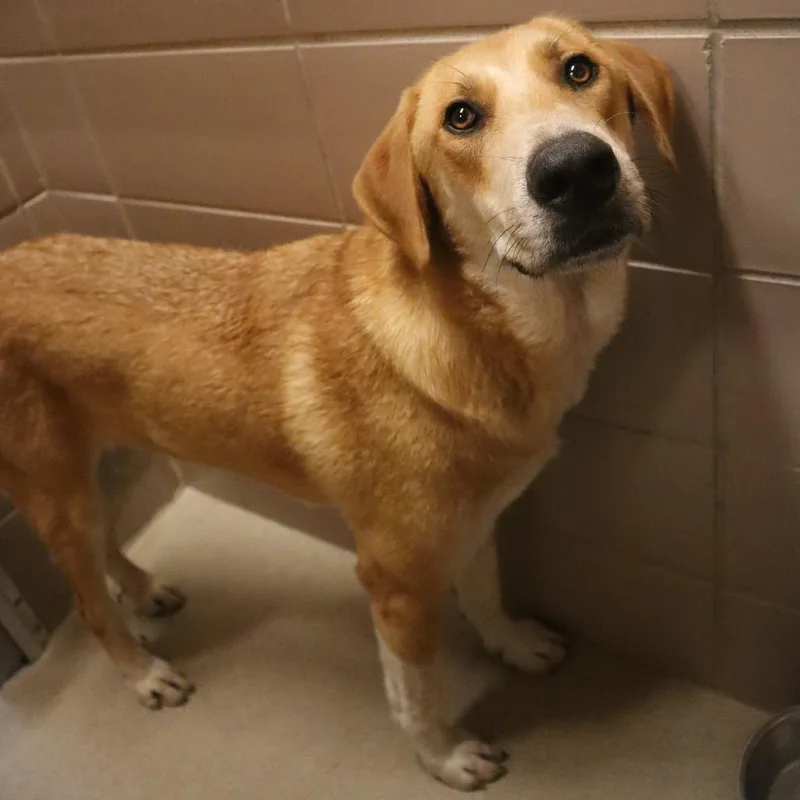 An adult large-sized male Yellow / Tan / Blond / Fawn Mixed Breed dog named Mister for adoption in Waukesha, WI