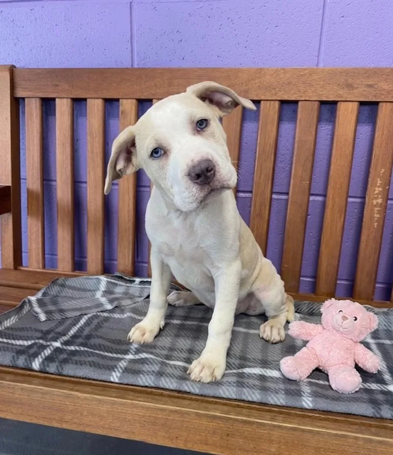 A baby large-sized female Hound dog named Eclair for adoption in North Prairie, WI