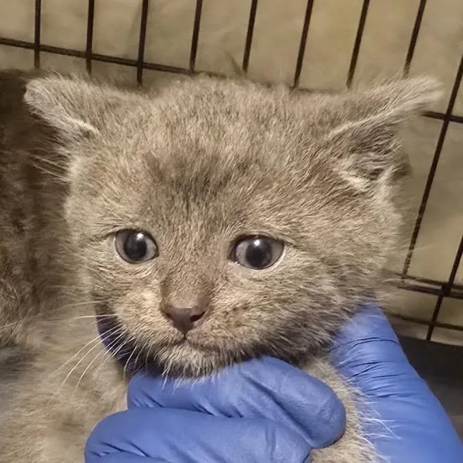 A baby small-sized male Gray / Blue / Silver Domestic Short Hair cat named Milton for adoption in Danbury, CT