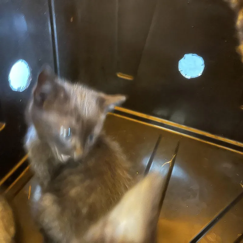 A baby small-sized male Brown / Chocolate Domestic Short Hair cat named Sea for adoption in Greensboro, NC