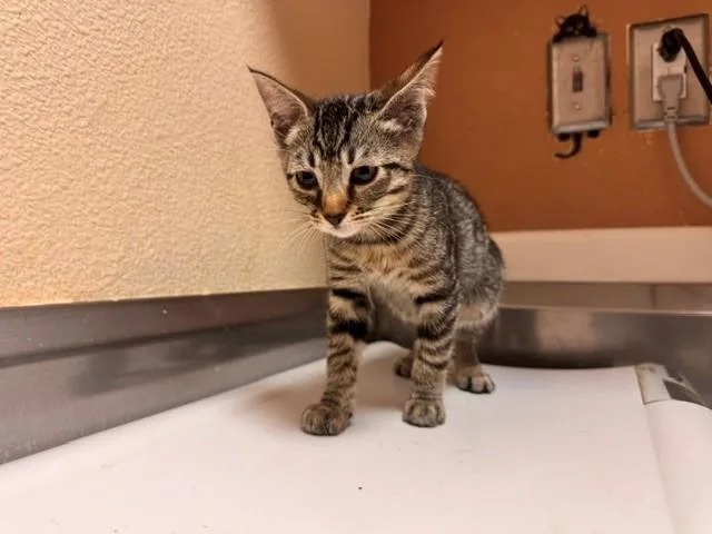 A baby medium-sized female Domestic Short Hair cat named Angela for adoption in Fairfield, CA