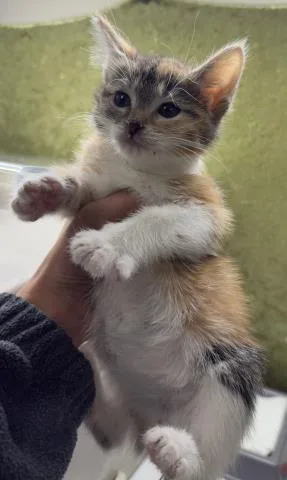 A baby small-sized female Domestic Short Hair cat named Albondiga for adoption in Riverside, CA