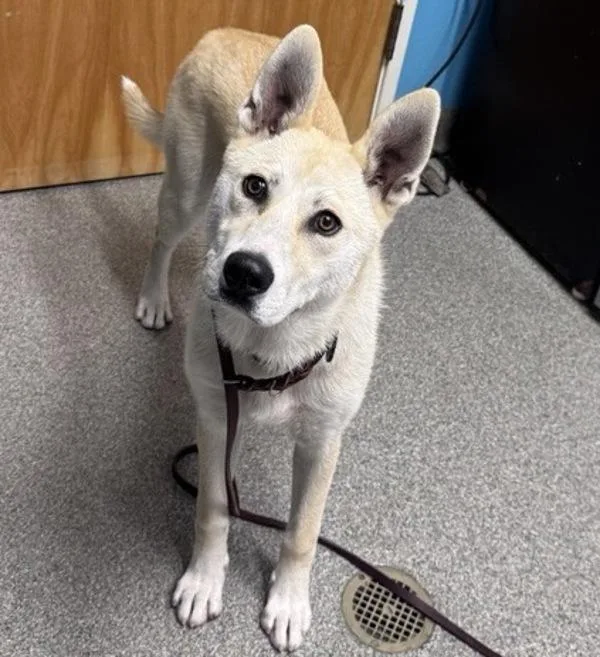 A young medium-sized male Shepherd dog named Kapo for adoption in Escondido, CA