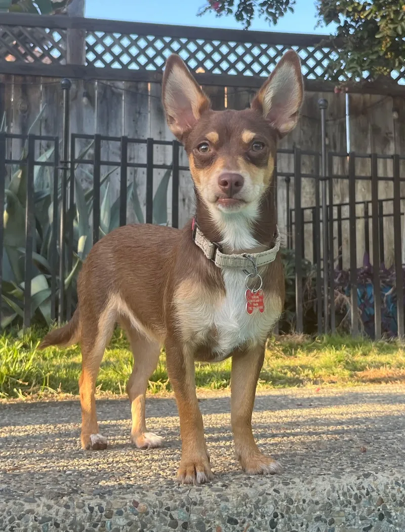 An adult small-sized female Brown / Chocolate Chihuahua dog named Polly for adoption in Beavercreek, OR