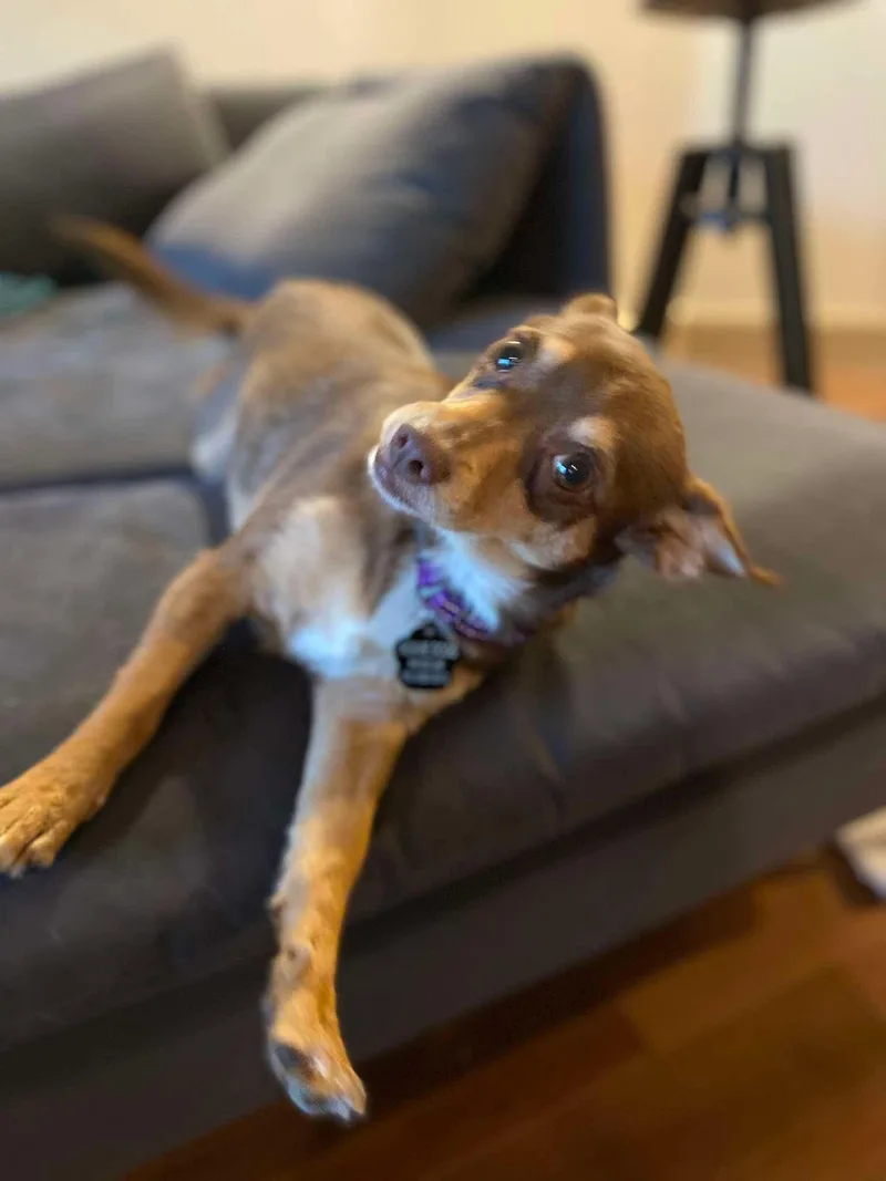 Polly thumbnail 4