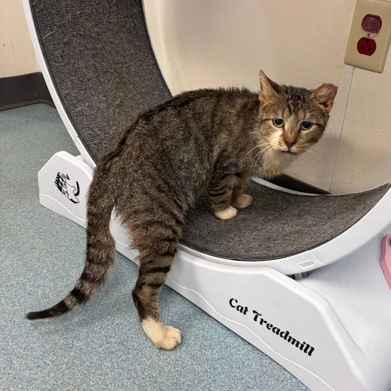 An adult large-sized male Brown / Chocolate Domestic Short Hair cat named Houston for adoption in Austin, TX
