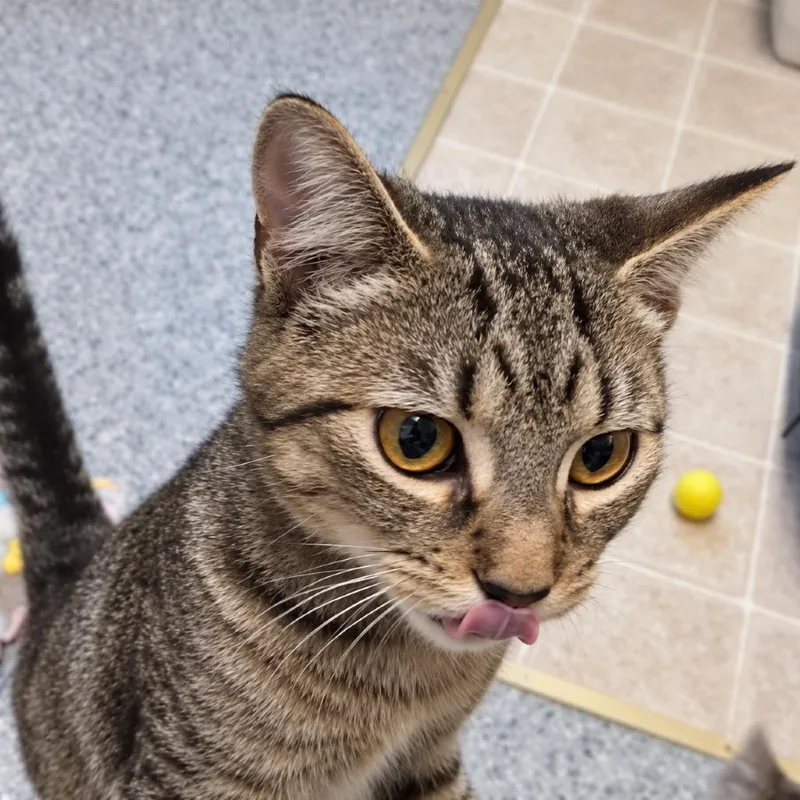 A young small-sized female Brown / Chocolate Domestic Short Hair cat named Shenzi for adoption in Hopewell, VA