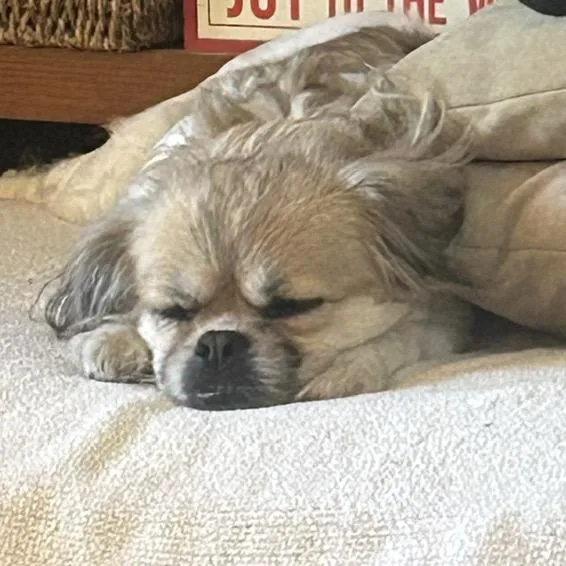 A senior small-sized female White / Cream Tibetan Spaniel dog named Abbey for adoption in Saint Cloud, MN