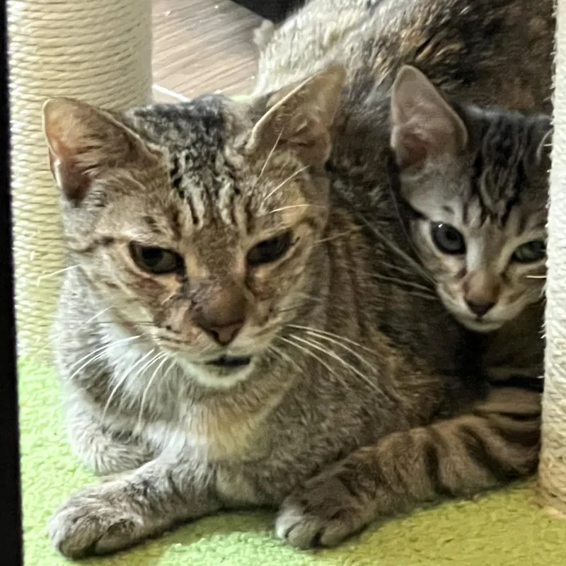 An adult medium-sized female Orange / Red Domestic Short Hair cat named Maryanne for adoption in Jupiter, FL
