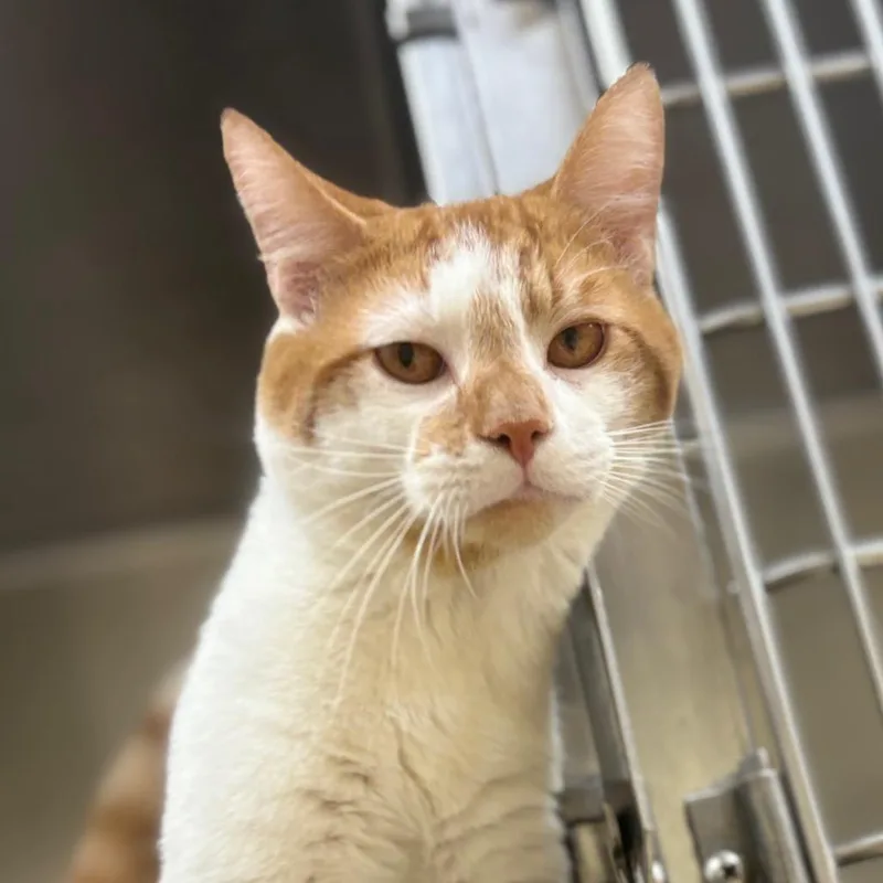 An adult medium-sized male Orange / Red Domestic Short Hair cat named Moco for adoption in Winston-Salem, NC
