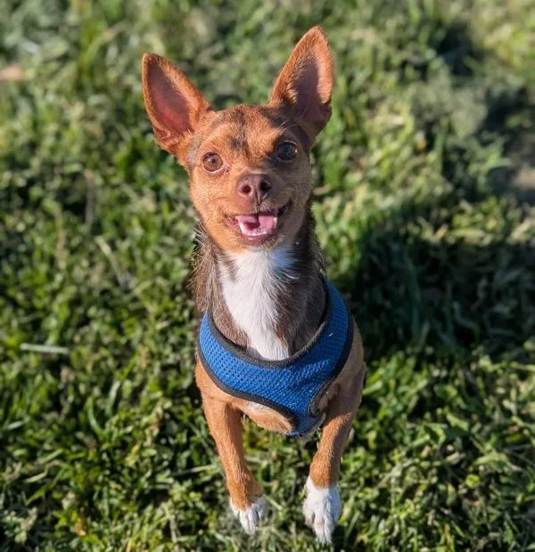 An adult small-sized male Chihuahua dog named Bubby for adoption in Santa Rosa, CA