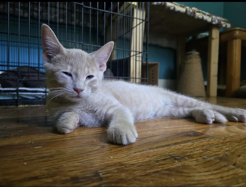 A baby medium-sized male Buff / Tan / Fawn Domestic Short Hair cat named Dilbert for adoption in Howell, MI