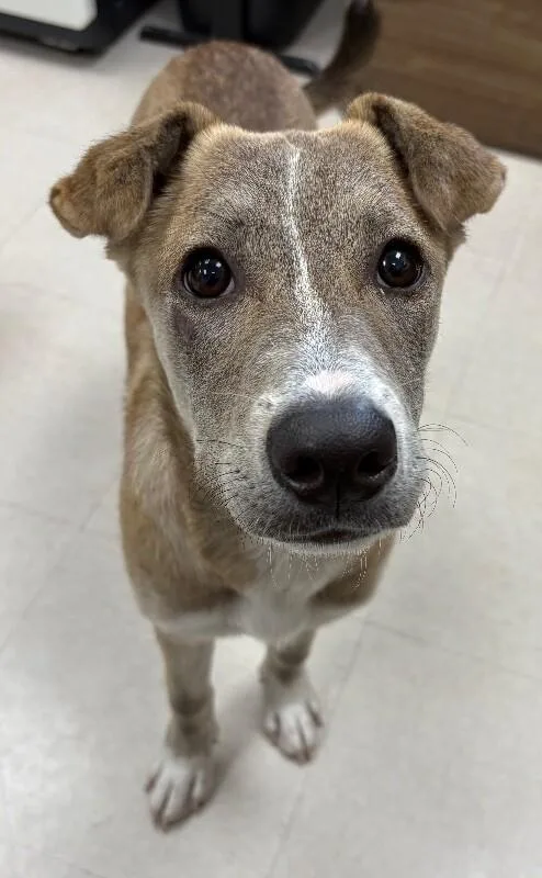 A young medium-sized female Yellow / Tan / Blond / Fawn Shepherd dog named Newton for adoption in Katy, TX