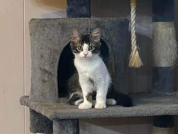 A young medium-sized female Tabby (Gray / Blue / Silver) Domestic Medium Hair cat named Junebug for adoption in Longview, TX