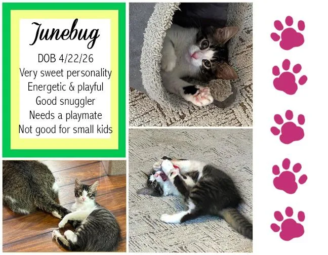 Junebug thumbnail 2