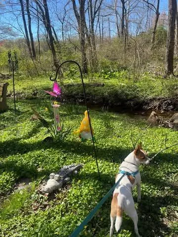 A young small-sized male Apricot / Beige Jack Russell Terrier dog named Waldo for adoption in Woodbury, NJ