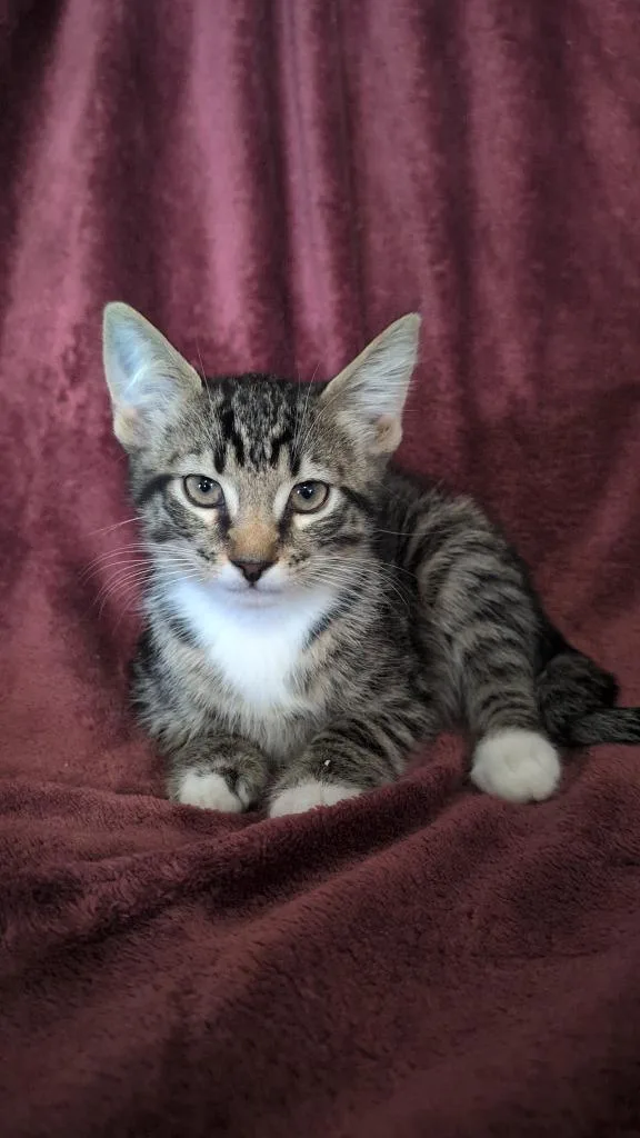 A baby medium-sized male Domestic Short Hair cat named Izzo for adoption in Madison, GA