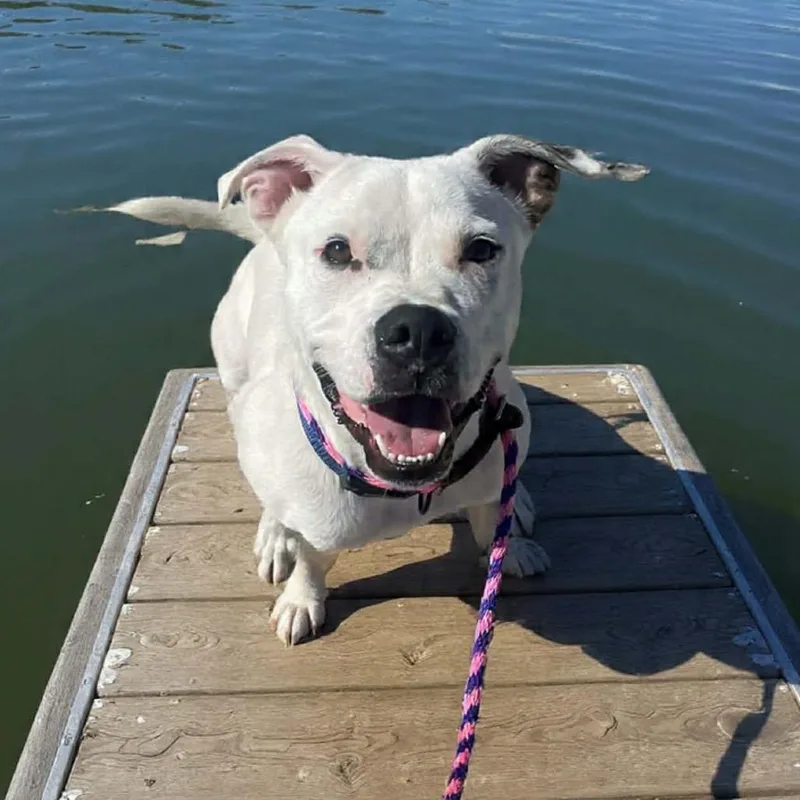 A young medium-sized male Pit Bull Terrier dog named Otto for adoption in Springfield, MO