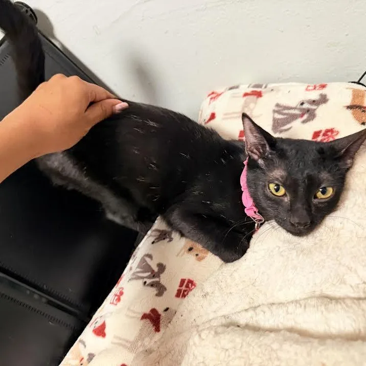 A baby small-sized female Black Bombay cat named Bellatrix for adoption in Miami, FL