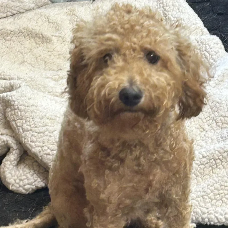 An adult small-sized female Red / Chestnut / Orange Poodle dog named Jenni for adoption in Rockville, MD