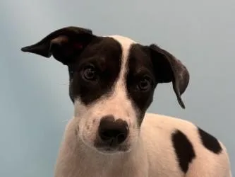 A baby large-sized male Australian Kelpie dog named Stetson for adoption in Coon Rapids, MN