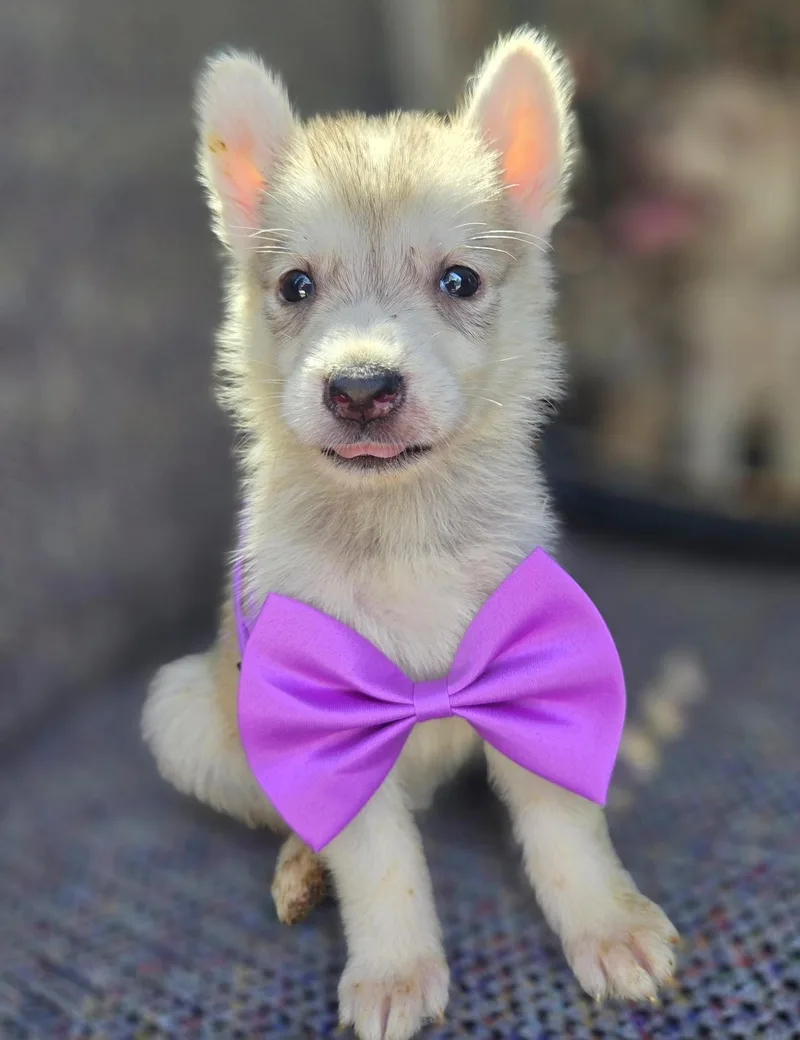 Pixie