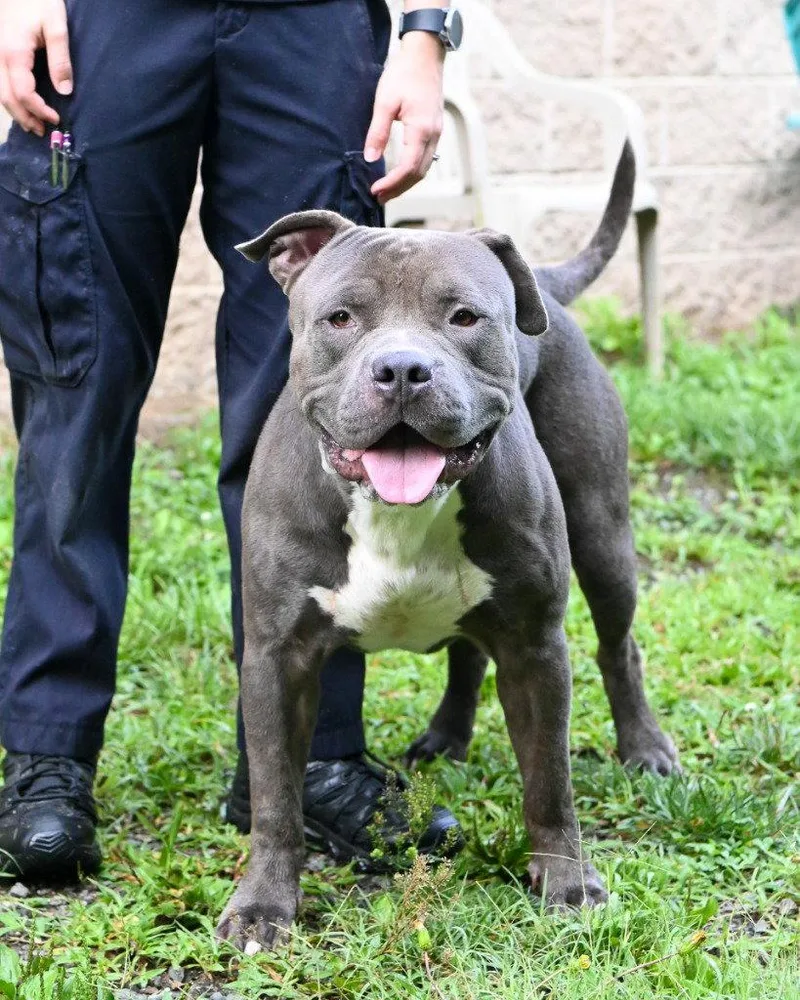 An adult large-sized male American Bulldog dog named DI  Brutis for adoption in Glen Allen, VA
