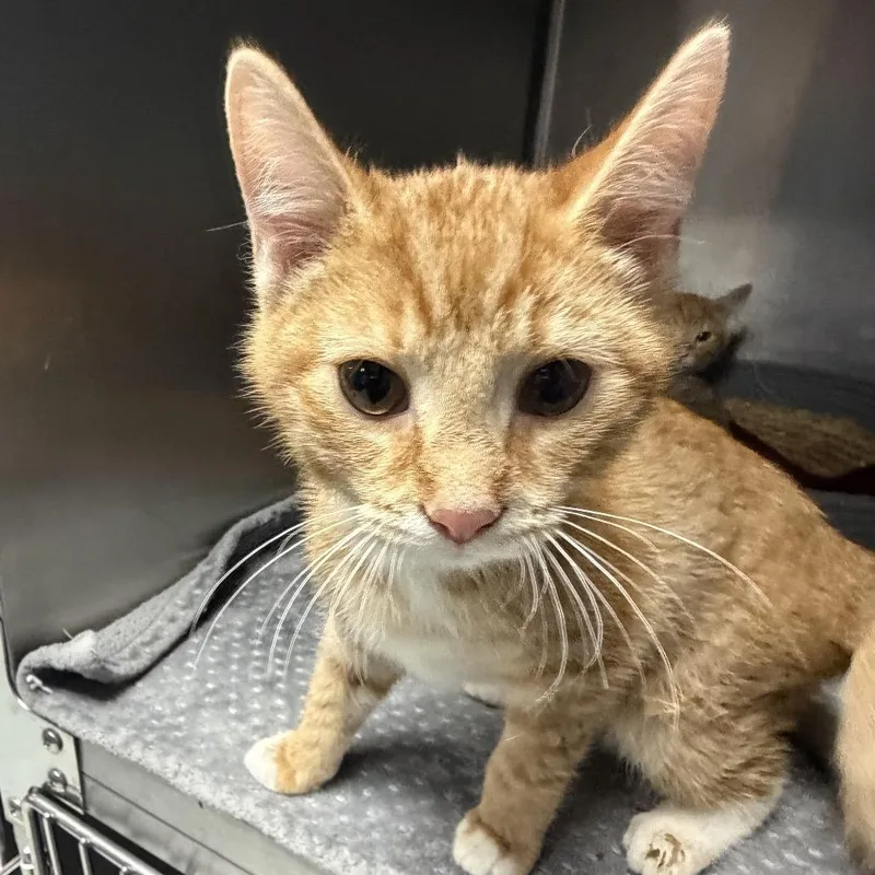 A baby small-sized male Orange / Red Domestic Short Hair cat named Hiro for adoption in Marion, VA