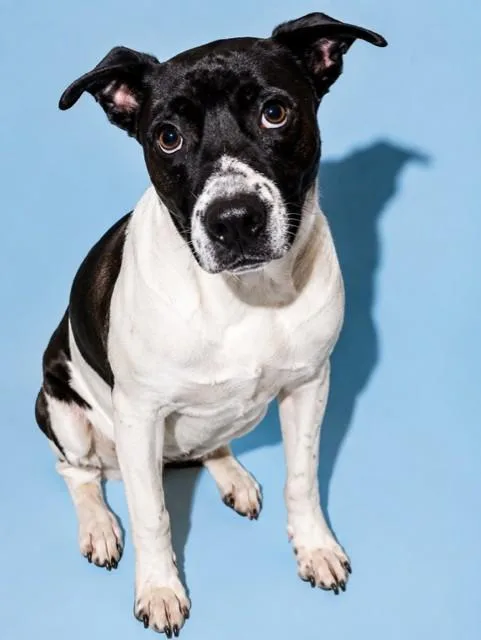 A young medium-sized male Mixed Breed dog named Winkle Muffin for adoption in Jacksonville, FL