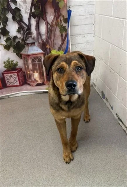An adult large-sized male German Shepherd Dog dog named Aldo for adoption in San Bernardino, CA