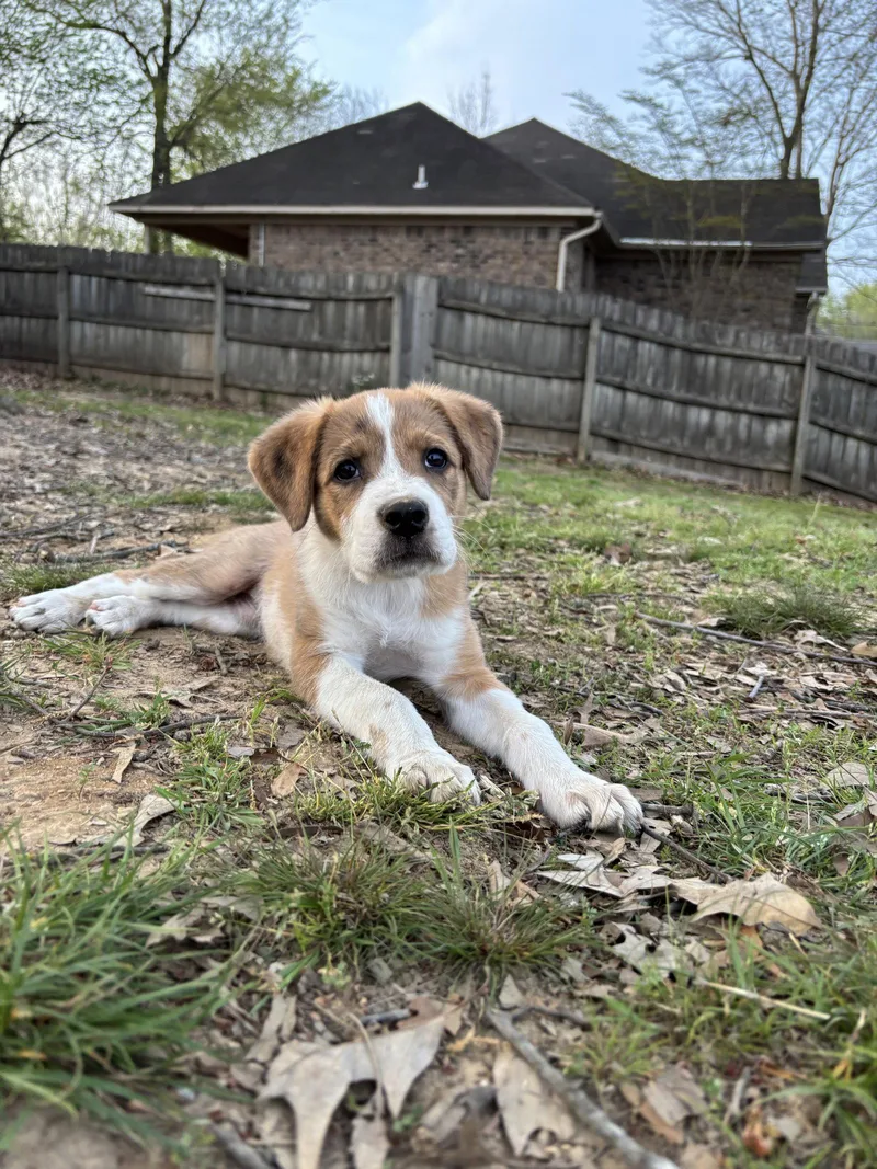 A baby medium-sized female Hound dog named Reese for adoption in Southaven, MS