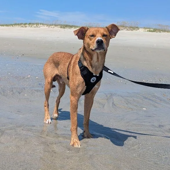 An adult medium-sized male Hound dog named Copper for adoption in Carneys Point, NJ