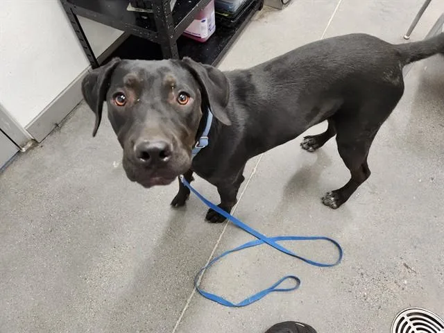 A young large-sized male Redbone Coonhound dog named Igor for adoption in Mesa, AZ