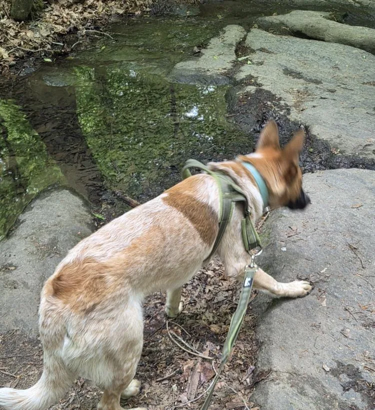 A young medium-sized male Merle (Red) Cattle Dog dog named Finn for adoption in Moyock, NC