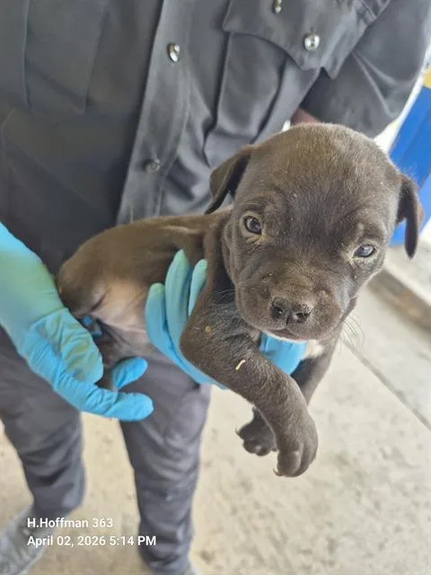 A baby small-sized female American Staffordshire Terrier dog named Moca for adoption in San Antonio, TX