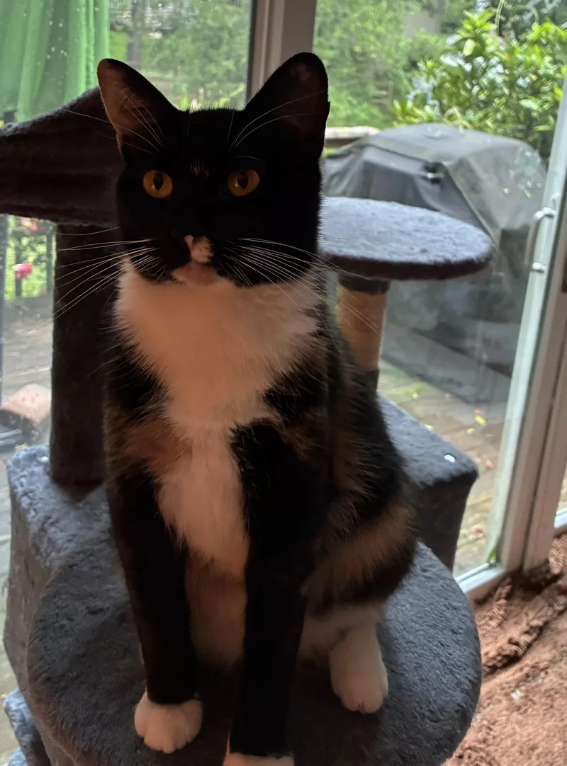 An adult medium-sized female Calico cat named Daisy for adoption in Bear, DE