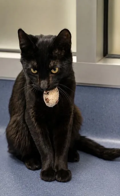 An adult small-sized male Domestic Short Hair cat named Marty for adoption in Roseville, CA
