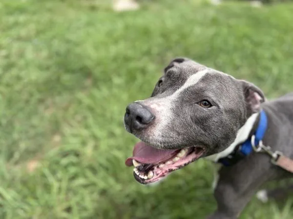 An adult large-sized male Pit Bull Terrier dog named Sammy for adoption in Virginia Beach, VA