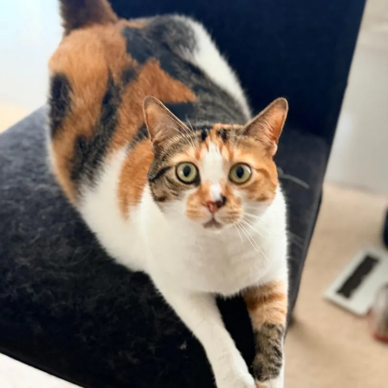 An adult large-sized female Calico American Shorthair cat named Chloe for adoption in Wahiawa, HI