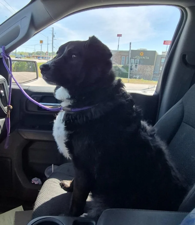 An adult large-sized female Border Collie dog named Sarah Mcdoglan for adoption in East Ridge, TN