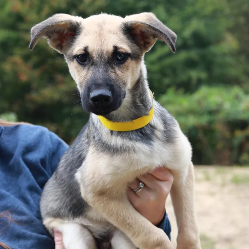 A baby small-sized male Shepherd dog named CT Orzo for adoption in Eastford, CT