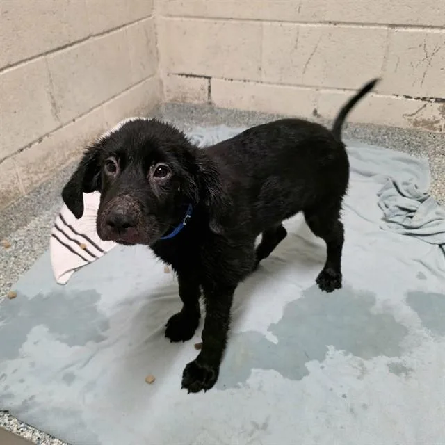 A baby small-sized male Labrador Retriever dog named Sebastian for adoption in Long Beach, CA